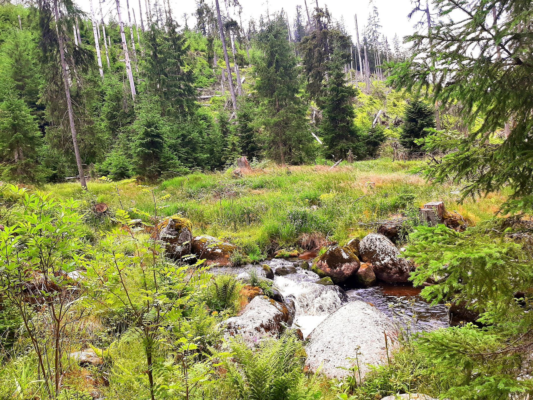 Šumava, Hamerský potok, Vydra