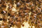 Pražský magistrát začne chovat včely, úly postaví na střeše