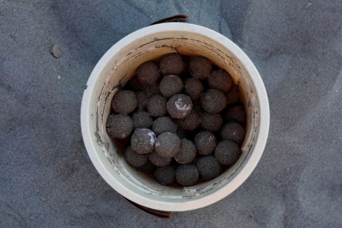 Jak se zachraňují mořské želvy v Turecku. Září 2018.