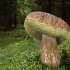 NEPOUŽÍVAT !!! Fotosoutěž houby 2017