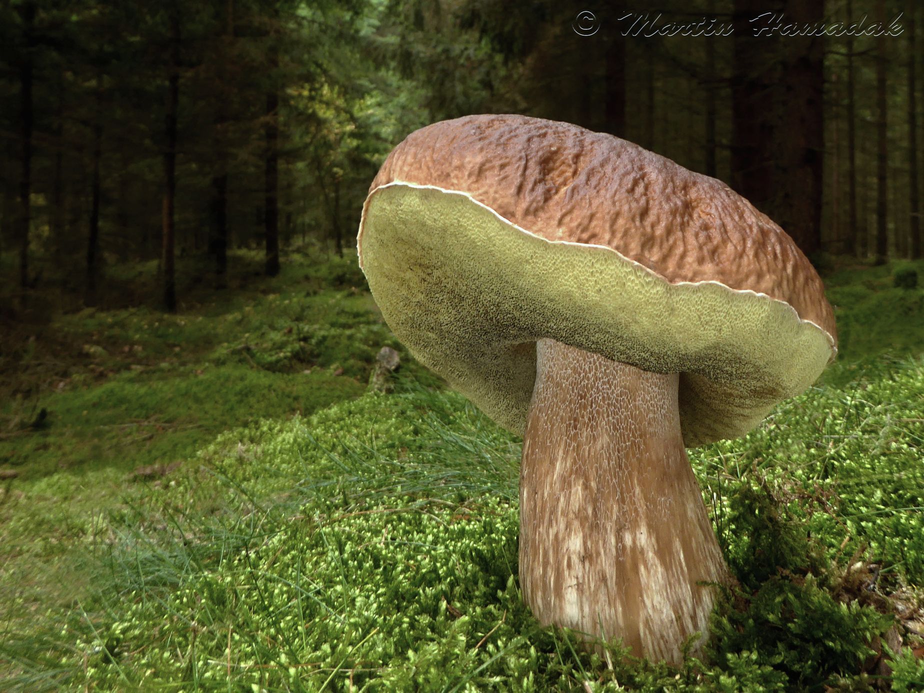 NEPOUŽÍVAT !!! Fotosoutěž houby 2017