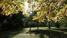 A child runs in the autumn sunshine in Battersea Park in London September 22, 2012. REUTERS/Olivia Harris (BRITAIN - Tags: SOCIETY ENVIRONMENT) Published: Zář. 22, 2012, 3:32 odp.