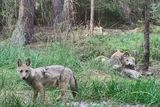 Trvale v Česku žije podle ochránců přírody 24 vlčích smeček.