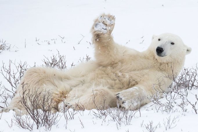 Finalisté fotosoutěže Comedy Wildlife Photography Awards 2018