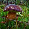NEPOUŽÍVAT !!! Fotosoutěž houby 2017