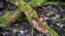 Ohnivec šarlatový (Sarcoscypha coccinea)