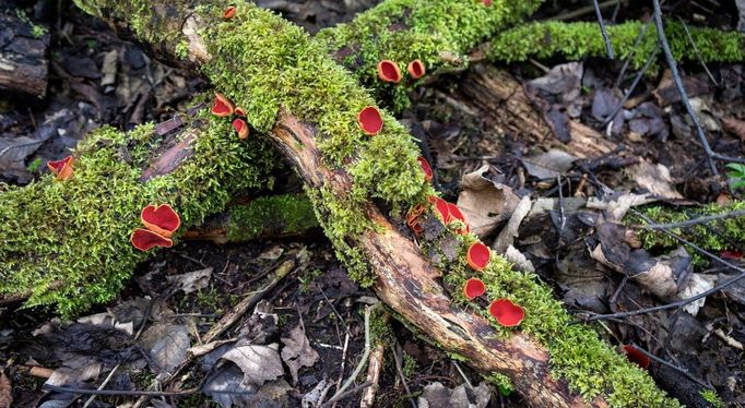 Ohnivec šarlatový (Sarcoscypha coccinea)