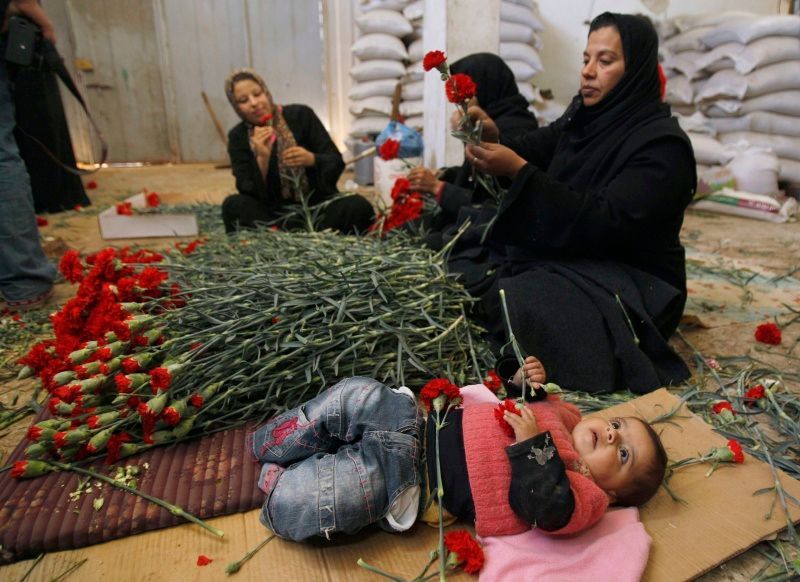 Palestinské ženy připravují karafiáty pro export z Rafahu