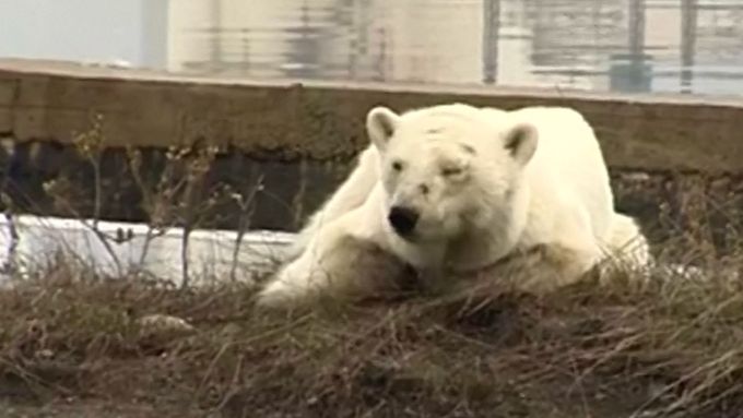 Medvědice, která působí apaticky a je zřejmě nemocná, hodiny ležela na zemi na předměstí Norilsku.