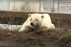 Hladová a vysílená lední medvědice hledá potravu stovky kilometrů od domova