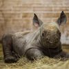 Nové mládě nosorožce v ZOO Dvůr Králové