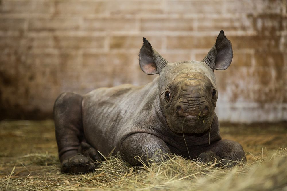 Nové mládě nosorožce v ZOO Dvůr Králové