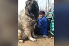 Je to medvěd, nebo pes? Muž v Číně má metr vysokého kavkazkého ovčáka