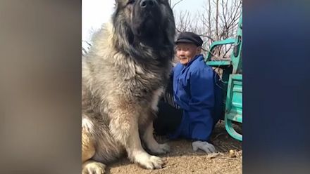 Je to medvěd, nebo pes? Muž v Číně má metr vysokého kavkazkého ovčáka