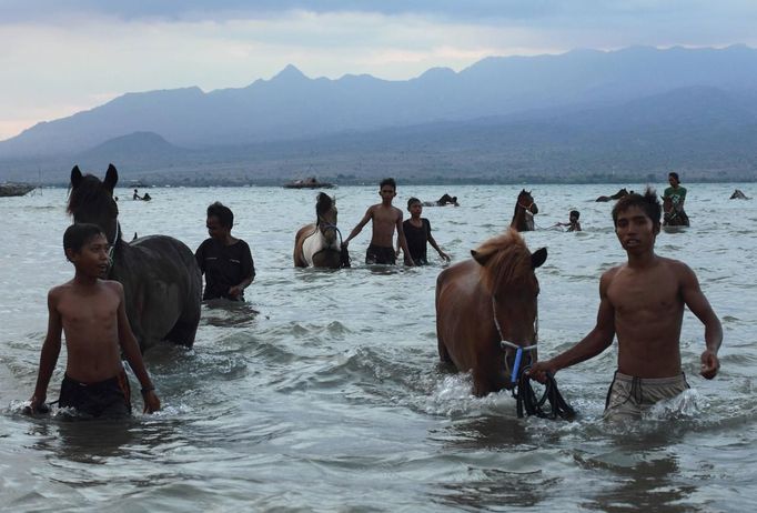 Jockey lead their horses after washing them at Kalaki beach, outside Bima, November 16, 2012. Dozens of child jockeys, some as young as eight-years-old take part in the races. Involving nearly 600 horses they take place around a dusty, oval track of 1,400 meters (nearly one mile). The reward, for the winner is a handful of cash for his family, and glory for the jockey. The grand prize is one million rupiah ($100). Those who win their groups get two cows. The chairman of the races' organising team, Hajji Sukri, denies that there is any danger to the children saying they are all skilful riders and none has been killed or seriously hurt. Picture taken November 16, 2012. REUTERS/Beawiharta (INDONESIA - Tags: SPORT SOCIETY) ATTENTION EDITORS: PICTURE 2 of 25 FOR PACKAGE 'BETTING ON CHILD JOCKEYS' Published: Lis. 24, 2012, 9:15 dop.