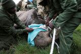 Před aktuálním převozem nosorožce černého museli ochranáři zvířeti, které může vážit až dvě tuny, naservírovat pořádnou dávku uspávacích prostředků. K přesunu bylo potřeba několik párů silných rukou.