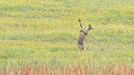 Finalisté fotografické soutěže Comedy Wildlife Photography Awards 2021