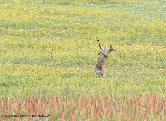 Finalisté fotografické soutěže Comedy Wildlife Photography Awards 2021