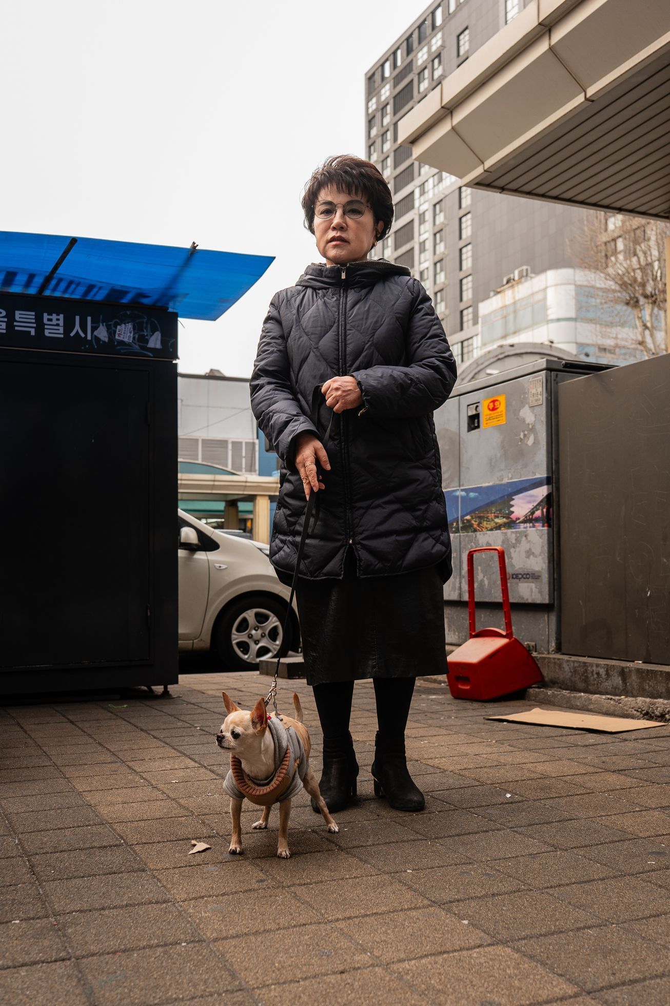 jižní korea psi psí polévka