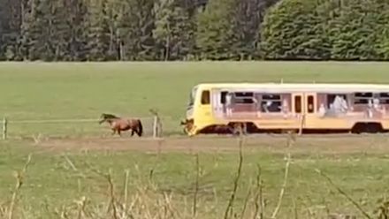 VIDEO: Kůň si vykračoval před vlakem na Trutnovsku, houkání jakoby neslyšel
