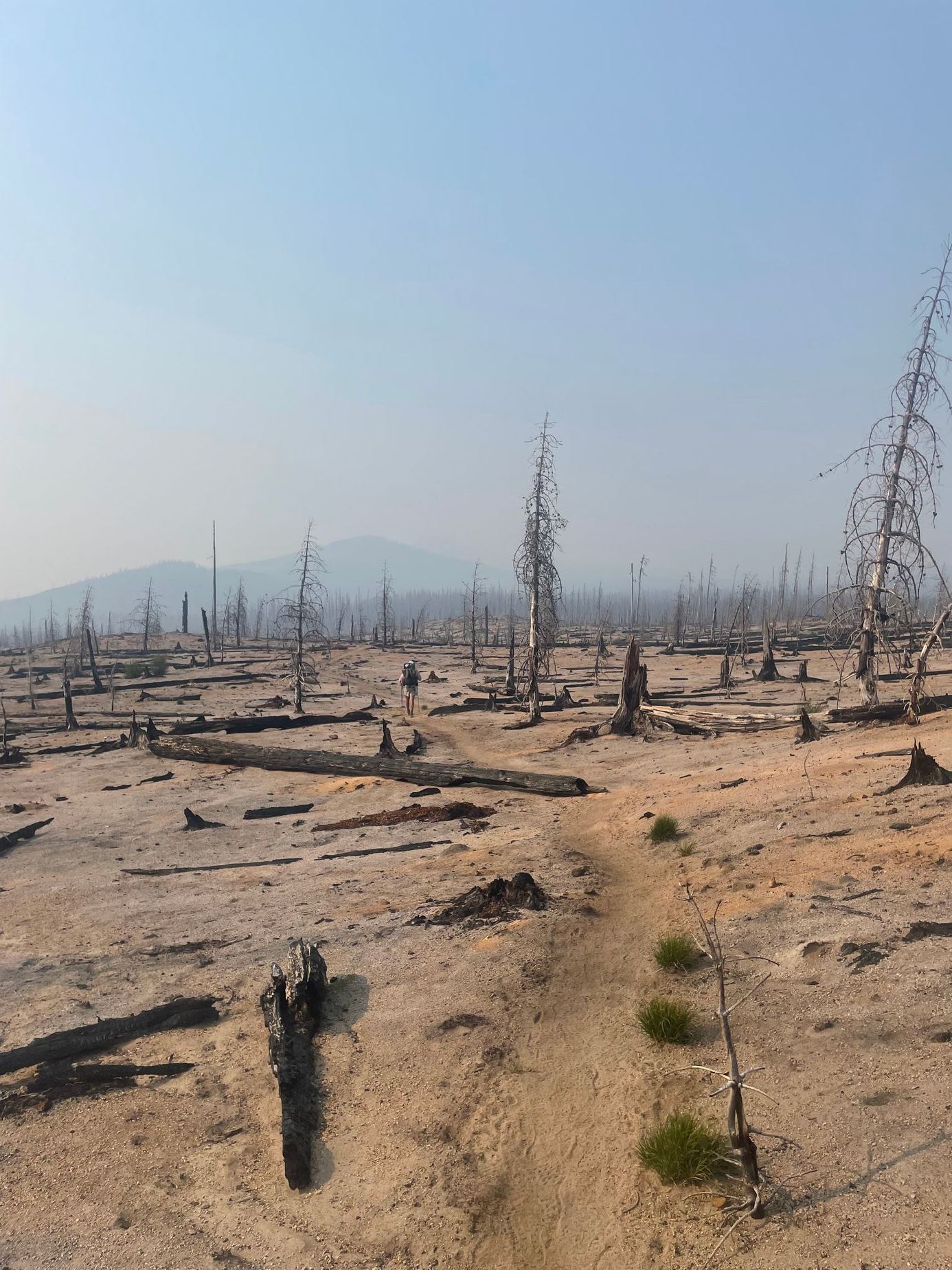 Pacifická hřebenovka