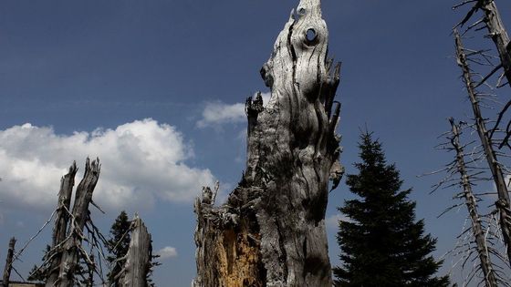 Slavné krkonošské boudy: Obluda stojí, tradice hnije