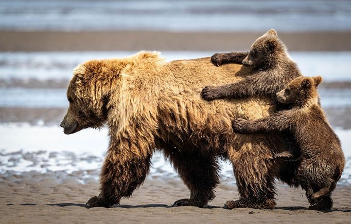 První snímky z letošního ročníku soutěže Nikon Comedy Wildlife Awards