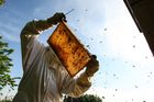 Česko je včelařská velmoc. Podívejte se na stáčení medu