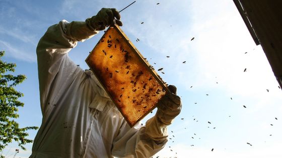 Česko je včelařská velmoc. Podívejte se na stáčení medu