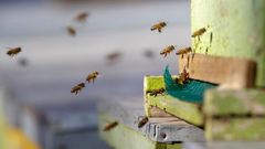 Včely už jsou v plné práci