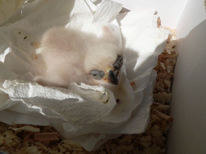 Mládě orla po odebrání z hnízda