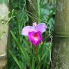 Orchideje v botanické zahradě