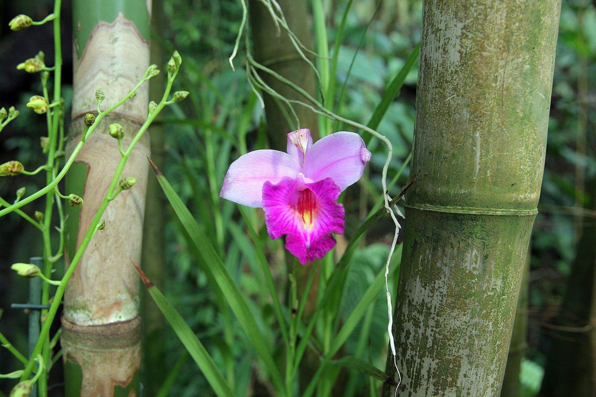 Orchideje v botanické zahradě