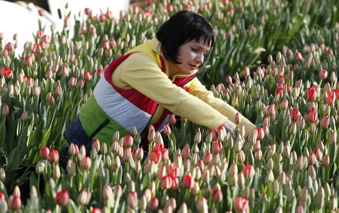 Larisa Maklaková prohlíží tulipány v jednom z krasnojarských skleníků.