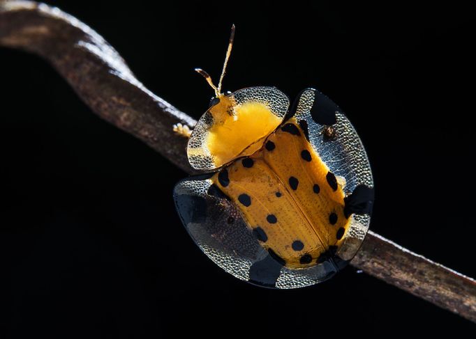 Aspidimorpha miliaris je rozšířený asijský druh brouci patřící do rodiny Chrysomelidae.