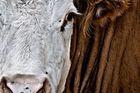 Téměř třicet krav uhynulo hladem. Policisté obvinili chovatelku ze Šumperska