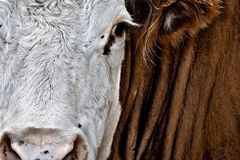 Kosmetika z kravské moči a výkalů. V Indii se daří novému byznysu