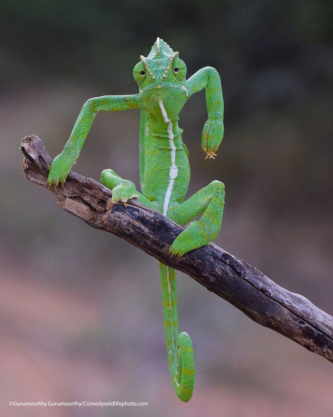 Vítězové soutěže Comedy Wildlife Photography Awards 2021