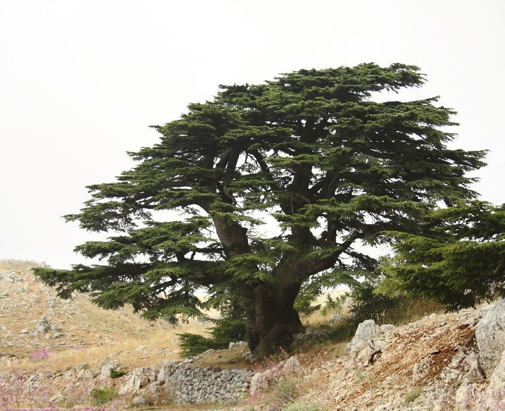 cedr, Libanon