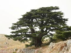 cedrové stromy jsou v Libanonu národním symbolem