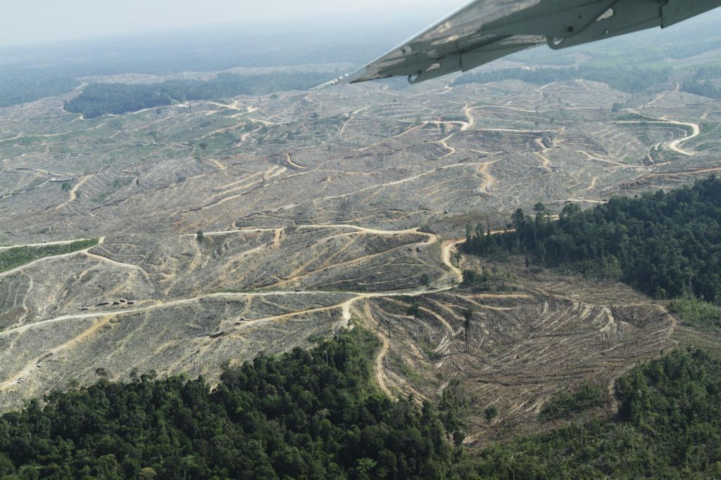 Likvidace deštného pralesa na Sumatře