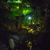 Noční prohlídky Botanická zahrada v Praze, tropický skleník Fata Morgana
