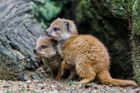 Zoo Praha se pyšní malými mangustami liščími