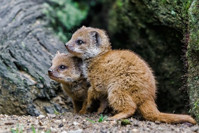 Mládě mangusty liščí v pražské zoo.