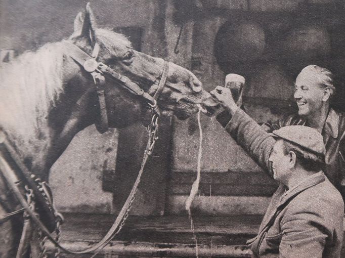 Eman, jeden z pivovarských koňů, pil rád pivo a znali ho všichni pivovarští i smíchovští. Snímek je z roku 1960, ale ti úplně poslední koně dojezdili kolem roku 1974.