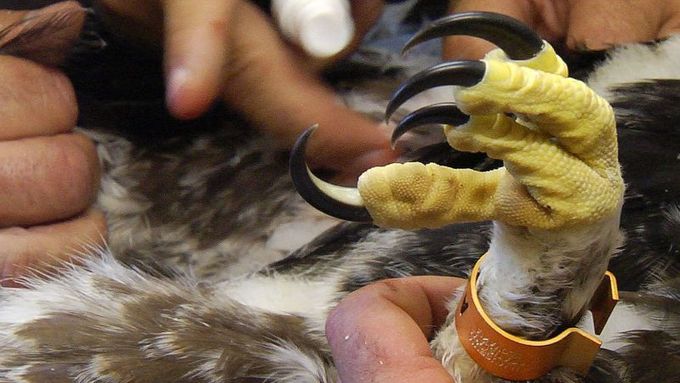 Kroužkování orlího mláděte. Teprve dva měsíce starý orel má už mohutné pařáty. Brzy se stanou hlavním nástrojem k lovu