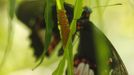 A heliconius necale butterfly lays its eggs in Butterfly Garden in La Guacima, northwest of San Jose, May 14, 2012. According to the owner Joris Brinkerhoff, who is from the U.S and has more than 29-years of experience dedicated to the export of butterfly cocoons, more than 80,000 cocoons of 70 different species are exported every month from Costa Rica to Europe, Asia, Canada, Mexico and the United States, with prices of the cocoons ranging from $3 to $10 each. REUTERS/Juan Carlos Ulate (COSTA RICA - Tags: BUSINESS SOCIETY ANIMALS) Published: Kvě. 15, 2012, 4:36 dop.