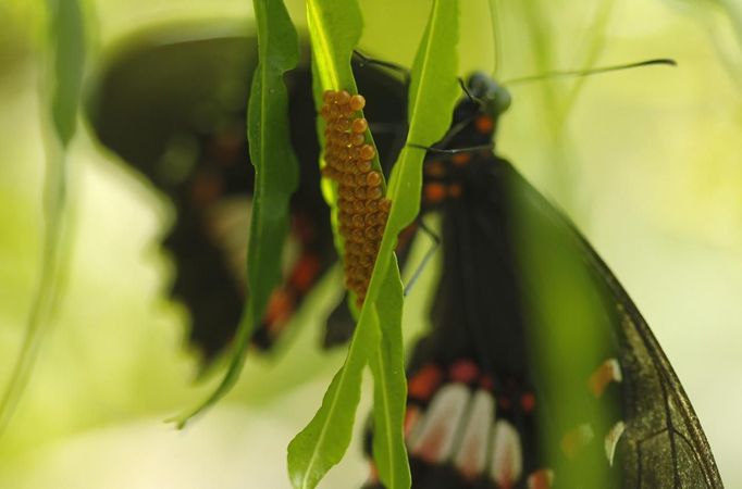 A heliconius necale butterfly lays its eggs in Butterfly Garden in La Guacima, northwest of San Jose, May 14, 2012. According to the owner Joris Brinkerhoff, who is from the U.S and has more than 29-years of experience dedicated to the export of butterfly cocoons, more than 80,000 cocoons of 70 different species are exported every month from Costa Rica to Europe, Asia, Canada, Mexico and the United States, with prices of the cocoons ranging from $3 to $10 each. REUTERS/Juan Carlos Ulate (COSTA RICA - Tags: BUSINESS SOCIETY ANIMALS) Published: Kvě. 15, 2012, 4:36 dop.