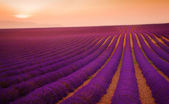 Levandulová pole v Provence, Jižní Francie