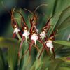 Orchideje v botanické zahradě